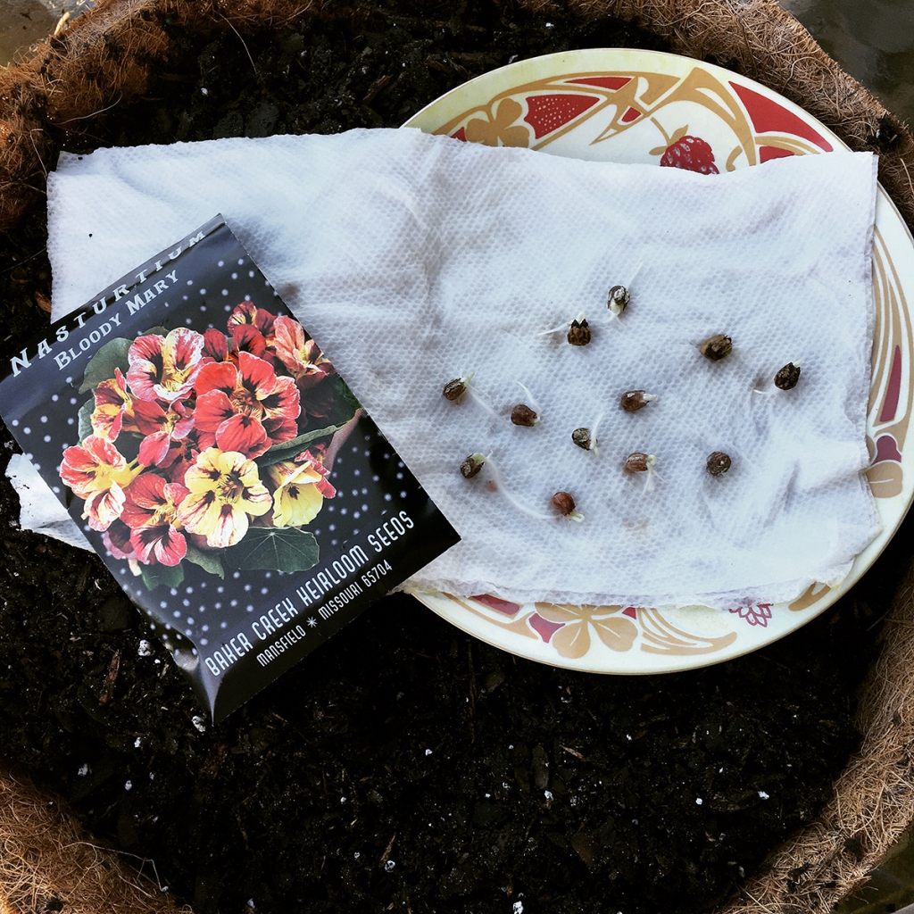 Close up of a coir-lined hanging basket filled with fresh soil. On top of the soil sits a plate of sprouted seeds and a packet of Bloody Mary nasturtium seeds.